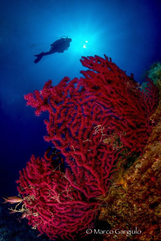 Mediterranean Seafans by Marco Gargiulo 