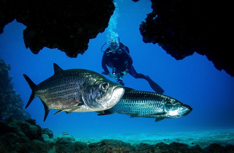Framed Tarpon, hold your breath in here by Steven Miller 