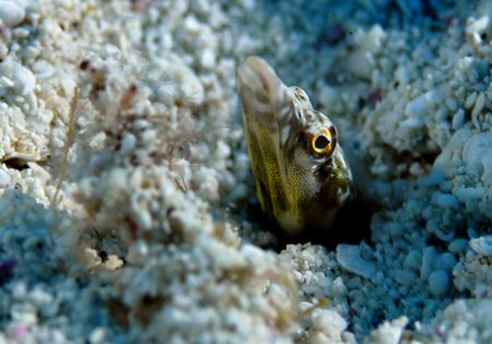 Pike Blenny, Turks & Caicos by Andy Lerner 
