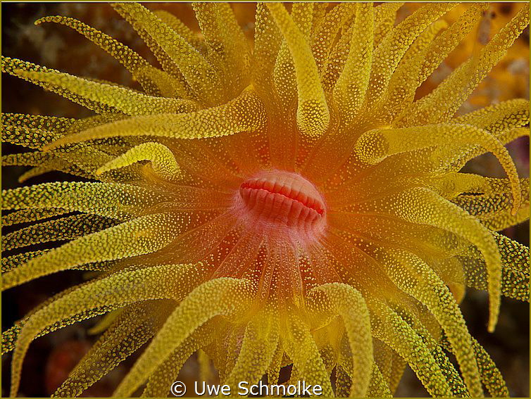 Here comes the sun
more images: http://www.uwes-underwat... by Uwe Schmolke 