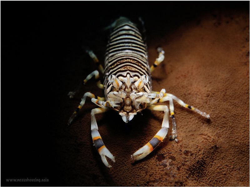 Experimenting with snoot. by Gregory Sin 