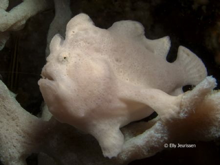Frogfish (Antennarius)found at Gato Island, Malapascua, P... by Elly Jeurissen 