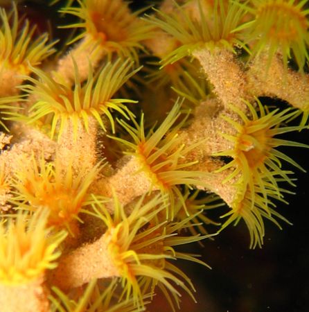 encrusting anemone - probably Gerardia savaglia - on a sh... by João Monteiro 