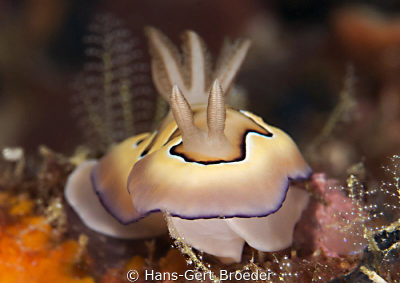 Goniobranchus coi by Hans-Gert Broeder 