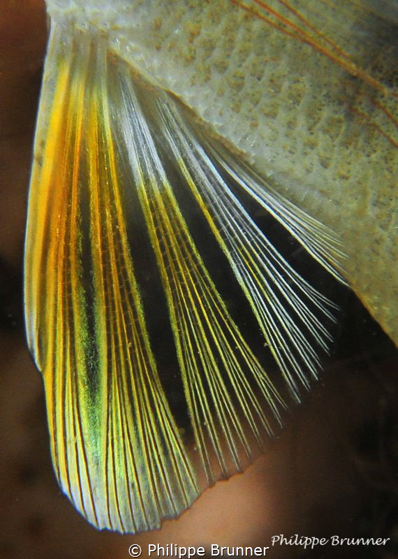 Fin of European perch by Philippe Brunner 