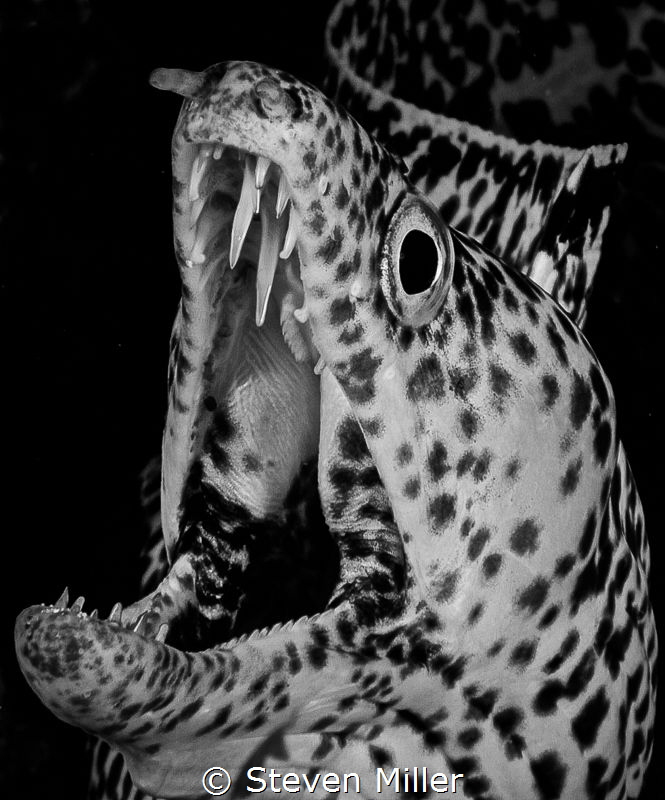 Snappy pose. by Steven Miller 