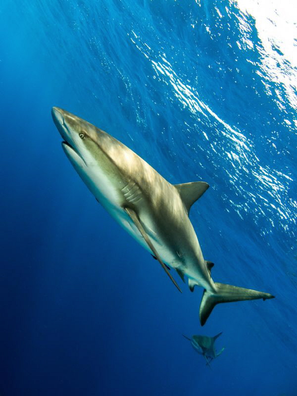 Reef sharks in open water.  Compact camera with wide angl... by Paul Colley 