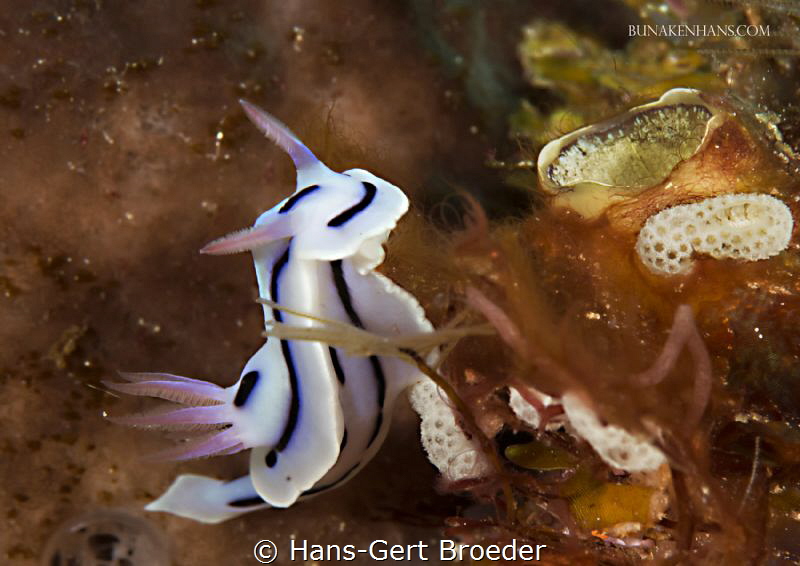 Chromodoris lochi by Hans-Gert Broeder 