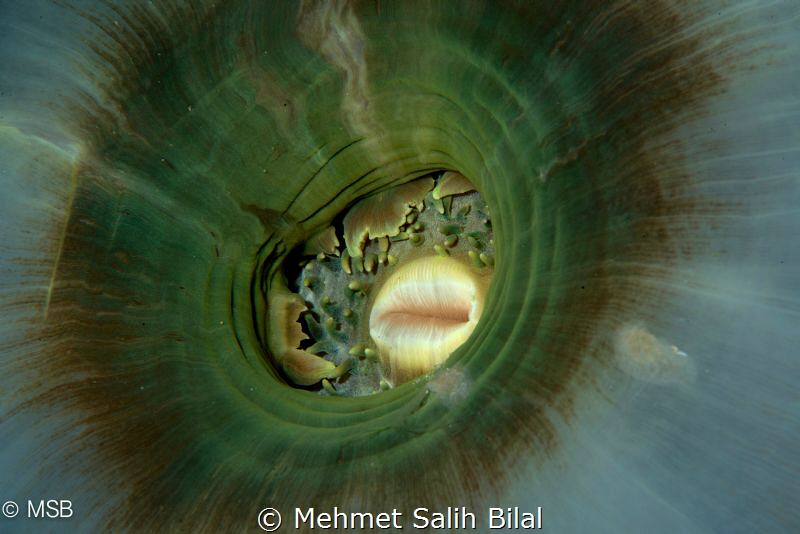 Reverse side. by Mehmet Salih Bilal 