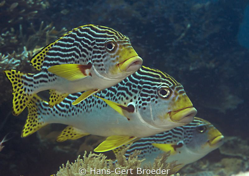 Sweet lips
Line by Hans-Gert Broeder 