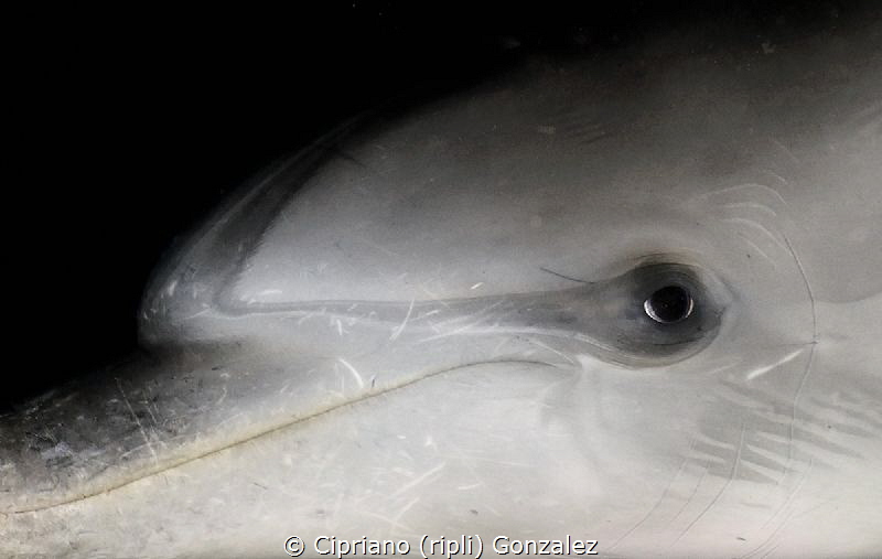 wild dolphin coming so close. this guy was curious by Cipriano (ripli) Gonzalez 