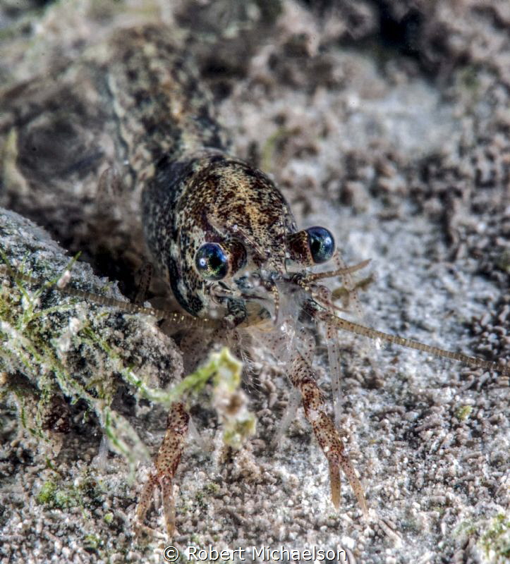 Very immature crayfish, about 5 mm in size. Comal River, ... by Robert Michaelson 