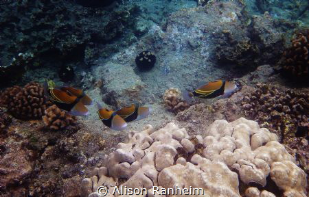 "Herd of Humuhumunukunukuapuaa", La Perouse Bay, Maui. by Alison Ranheim 