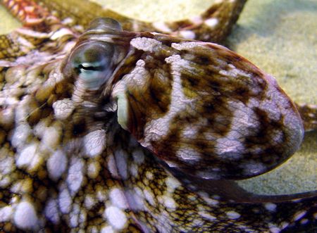 Day octopus shot with red filter…Kahe Beach Park, West Sh... by Glenn Poulain 