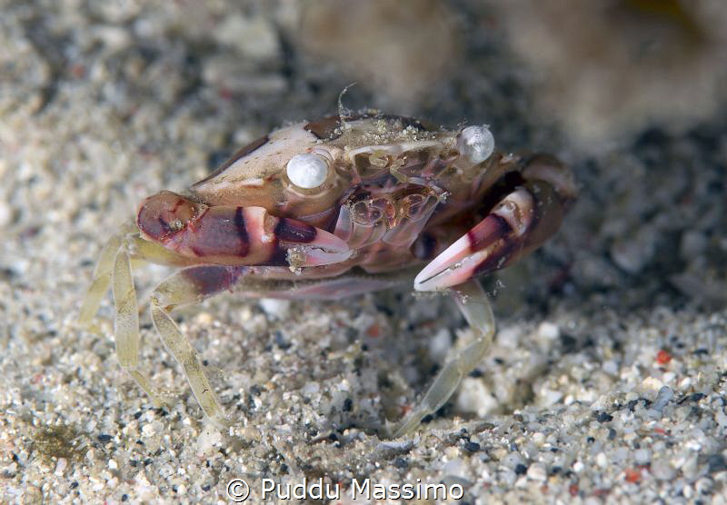 white eye crab,nikon d800e 105 micro by Puddu Massimo 