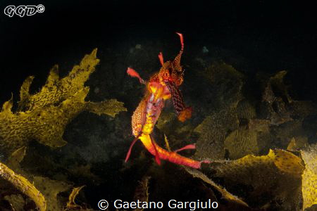 Dragon approach... by Gaetano Gargiulo 