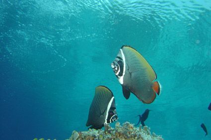 butterfly fishes dancing close to surface by Alessandro Reato 