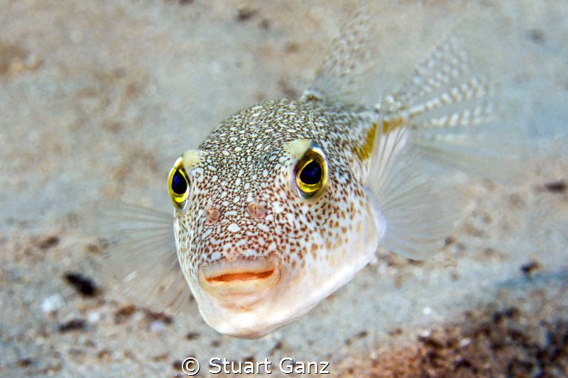 Floral Puffer by Stuart Ganz 