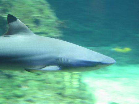 Shark by Elsa Mckayne 