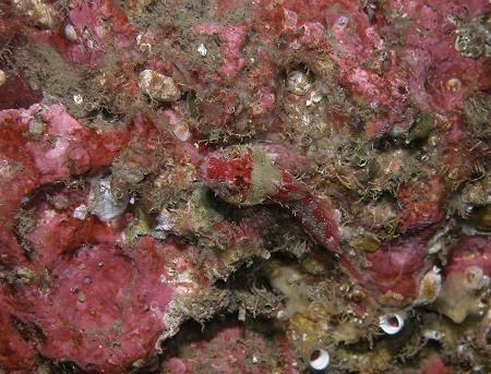 Sculpin resting on Pink Encrusting Algae by Terrance Fidler 