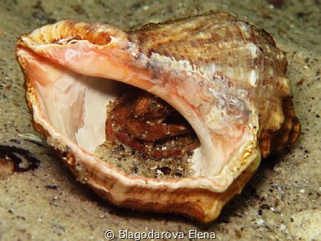 Crab in rapana conche by Blagodarova Elena 