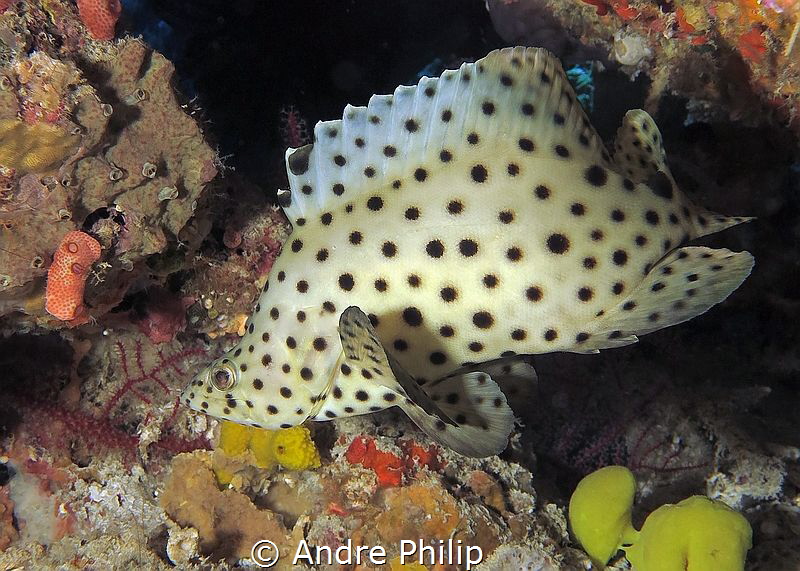 Barramundi cod in his hiding place by Andre Philip 