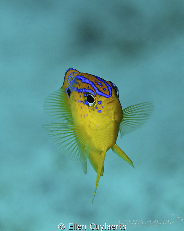 I AM LOVE

Juvenile Beaugregory (damsel) by Ellen Cuylaerts 