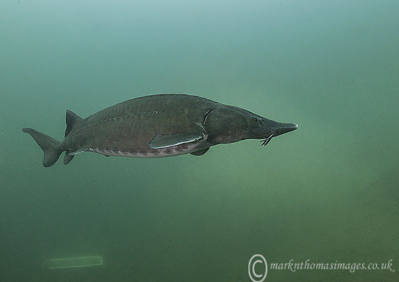 Sturgeon midwater. by Mark Thomas 
