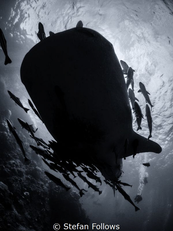"Put a glide in your stride and a dip in your hip, And co... by Stefan Follows 
