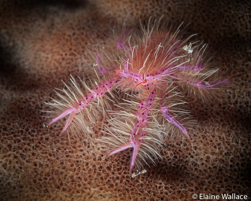 Hairy squat lobster by Elaine Wallace 