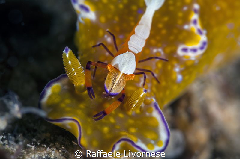 cerathosoma with emperor shrimp by Raffaele Livornese 