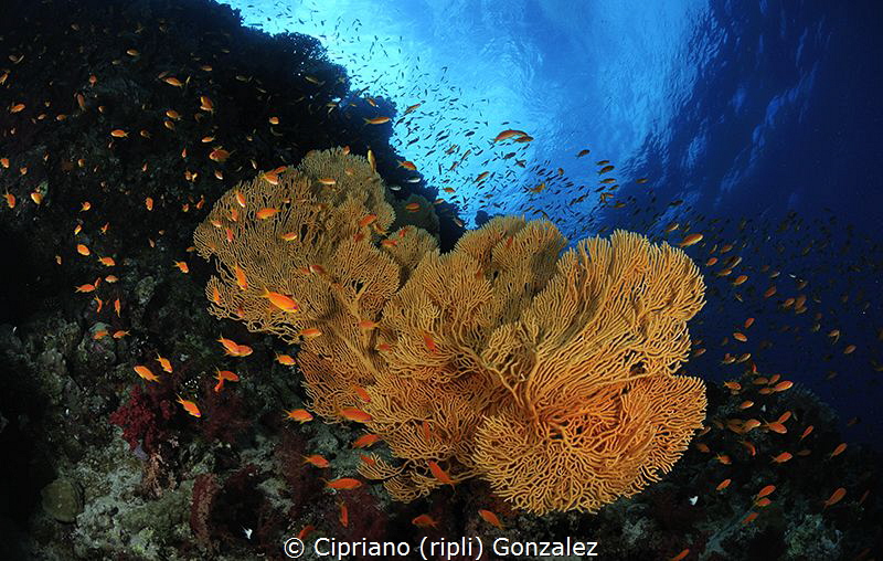 colorful red sea by Cipriano (ripli) Gonzalez 