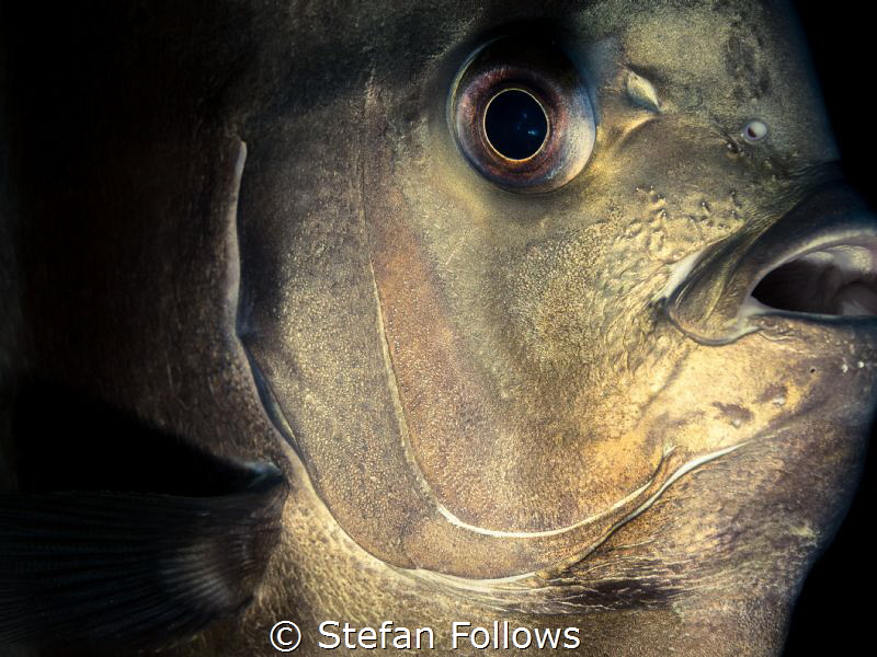 "Experience teaches only the teachable." Aldous Huxley. L... by Stefan Follows 