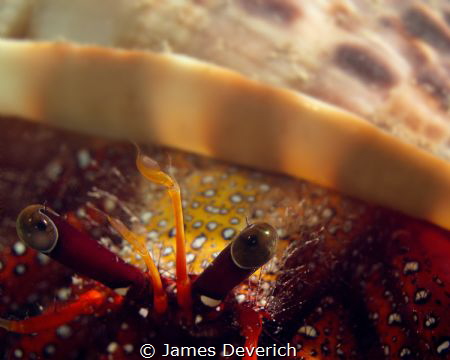 The humble hermit crab carries a great load on its back. ... by James Deverich 