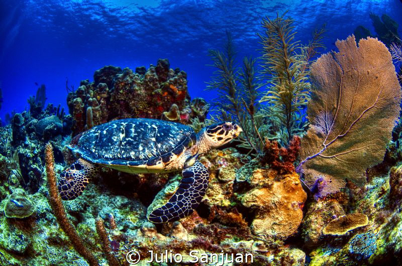 Turtle and coral by Julio Sanjuan 