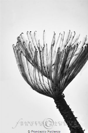 [:b:]B&W feather[:/B:] by Francesco Pacienza 