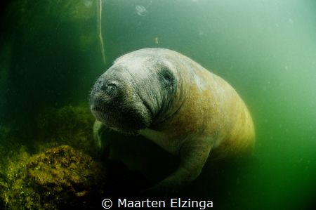 Manatee in the harbour of Florida Keys Dive Center, Taver... by Maarten Elzinga 