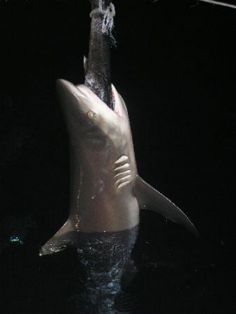 Shark Feed, This guy was greedy and hung like this for ab... by Joshua Miles 