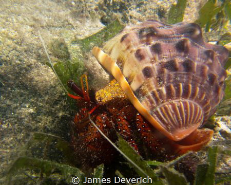 Hermit! by James Deverich 