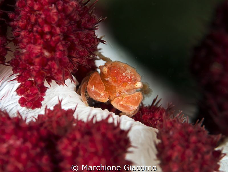 The smaller. Raja Ampat
Nikon D800E, 105 macro Nikon
Se... by Marchione Giacomo 
