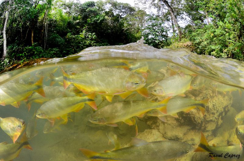 Multiple encounter (Rio do Peixe) by Raoul Caprez 