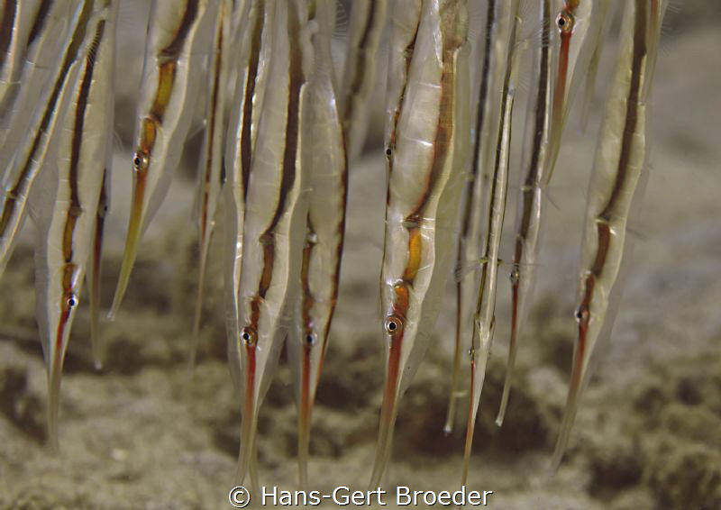 Rigid Shrimpfish by Hans-Gert Broeder 