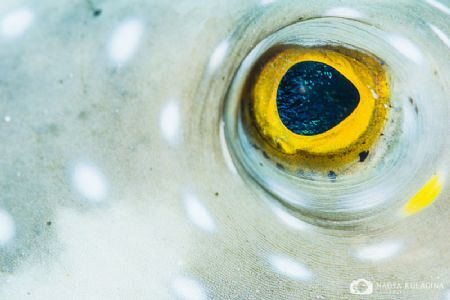 Ocean in Your Eyes by Nadya Kulagina 