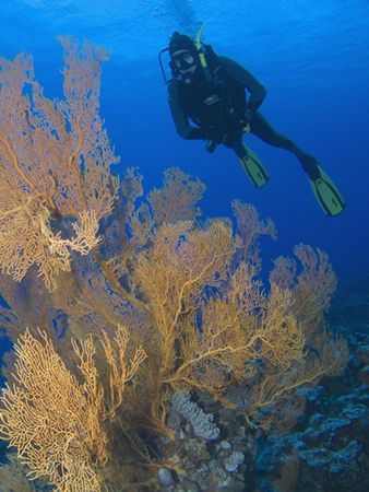 Gorgonian Fans & Diver. Taken at "Garden of Eden" on the ... by Karen Willshaw 