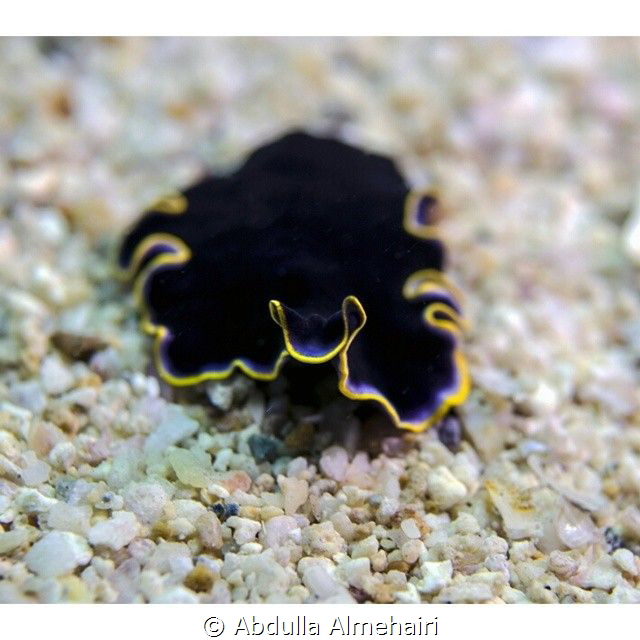 Macro by Abdulla Almehairi 