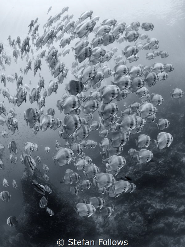 "Boom, boom, boom, boom ... " John Lee Hooker. Longfin Ba... by Stefan Follows 
