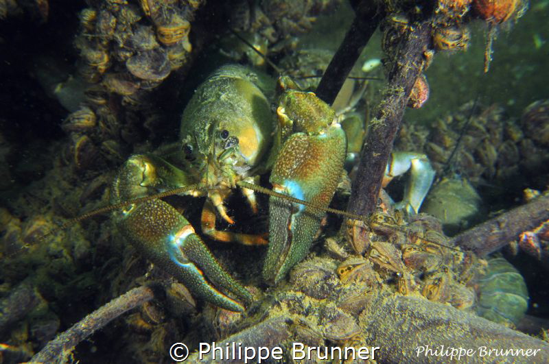 Crayfishs by Philippe Brunner 