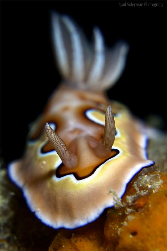 Goniobranchus coi by Iyad Suleyman 
