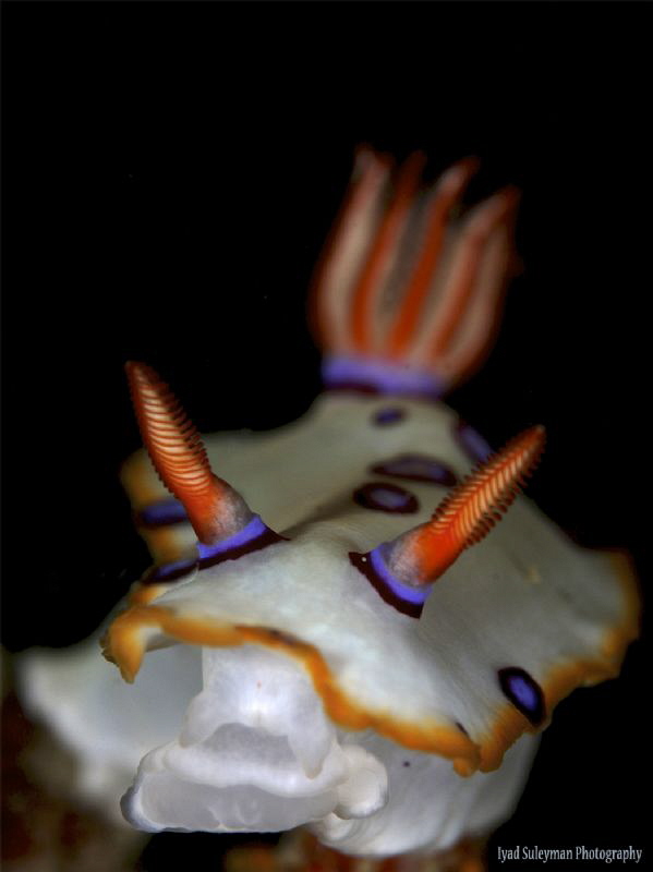 Hypselodoris dollfusi by Iyad Suleyman 