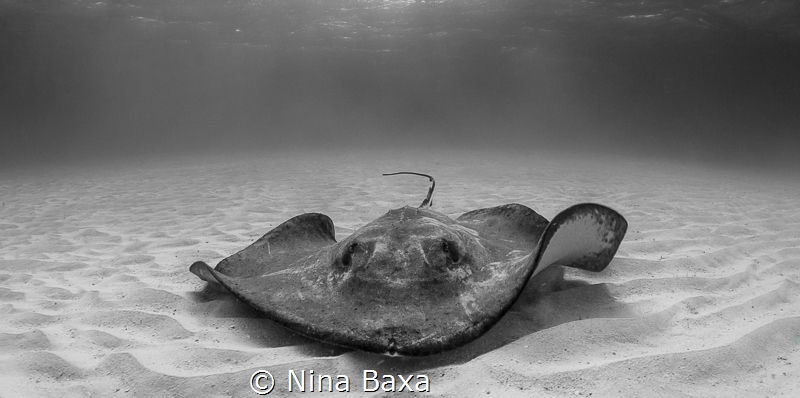 Grizzled.
Southern Stingray - Grand Cayman.
 by Nina Baxa 